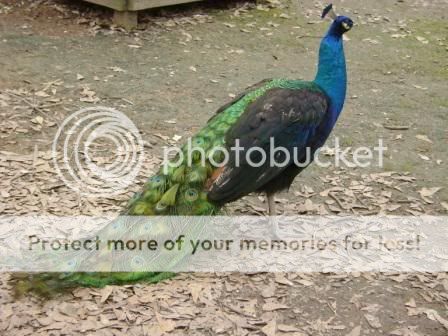peacock1a-1.jpg