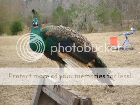 peacock2b.jpg