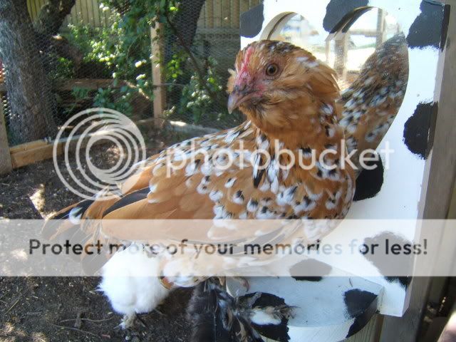 chickens063.jpg