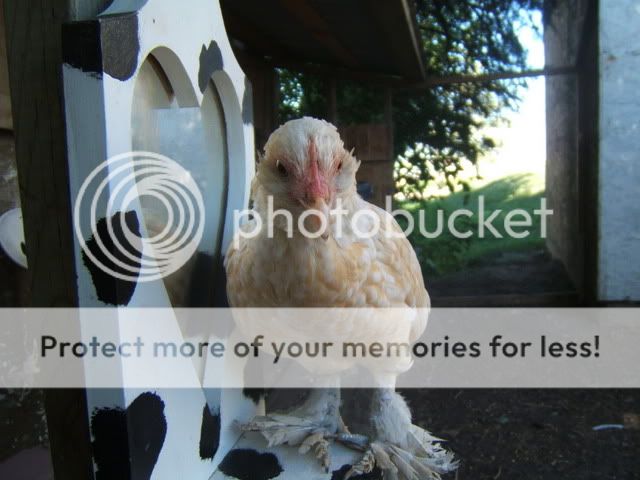 chickens078.jpg