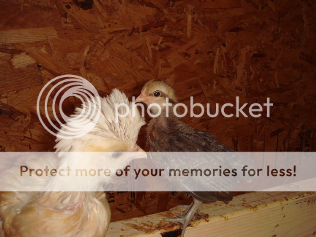 Chickens5-31-0829.jpg
