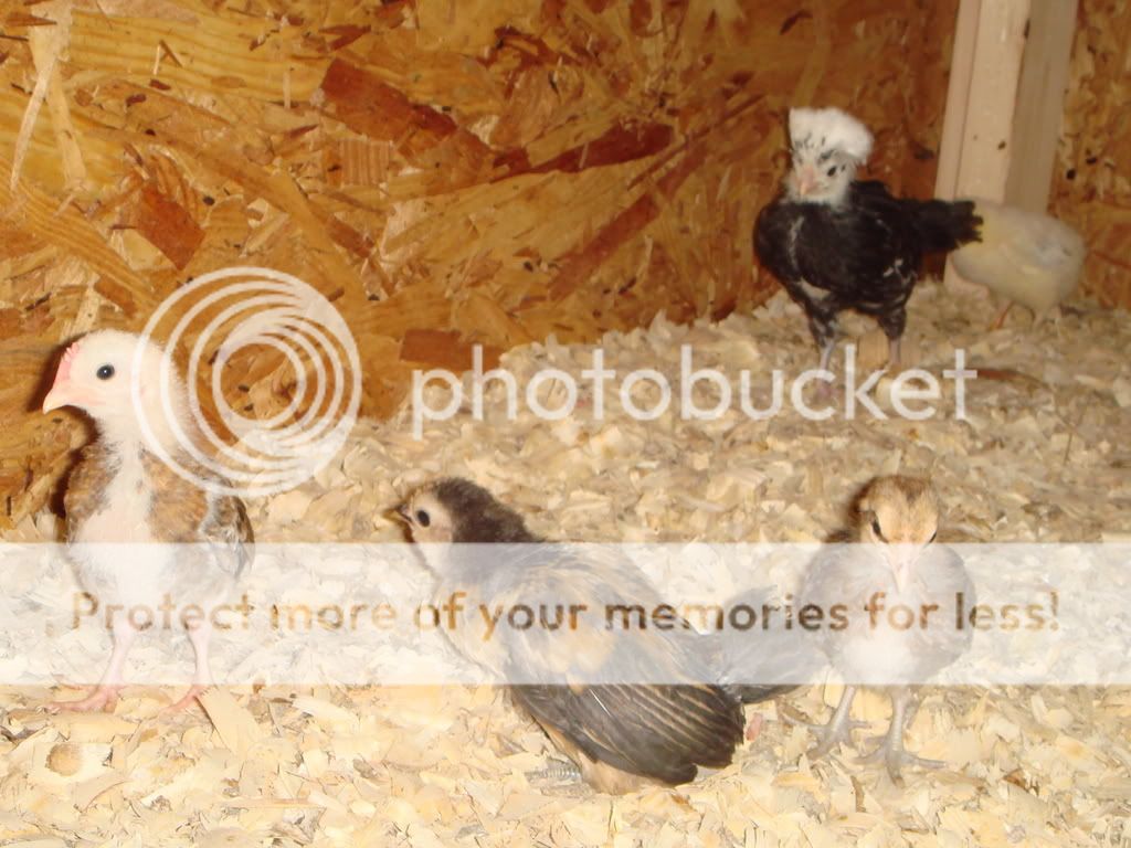 Chickens5-31-0849.jpg