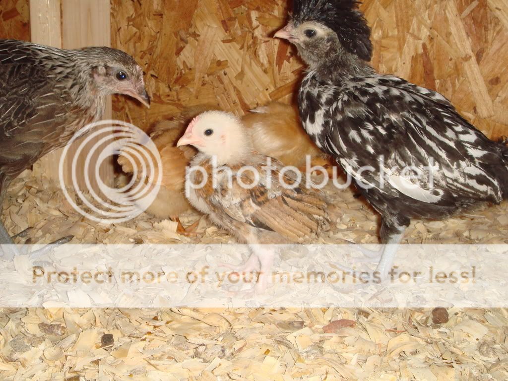 Chickens5-31-089.jpg