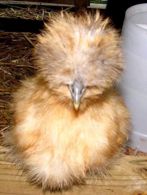 silkies014.jpg