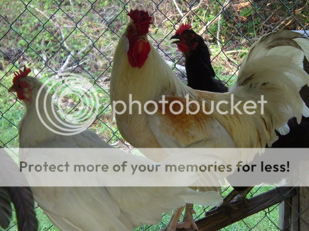 chickens015-1.jpg