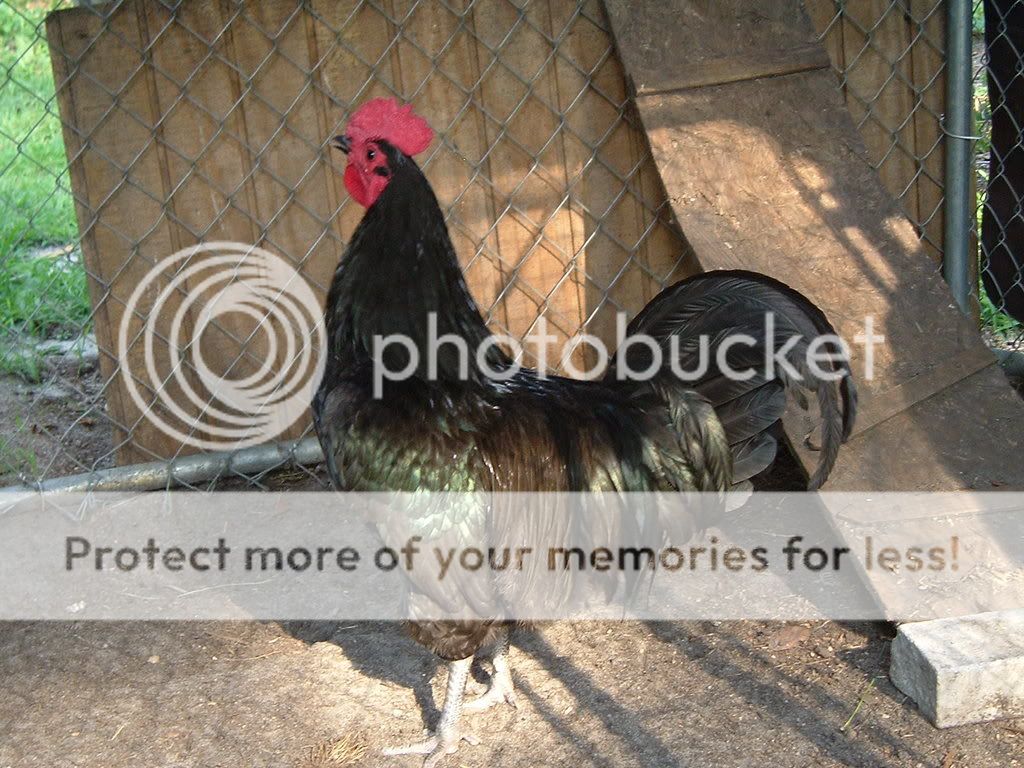 chickens017-1.jpg