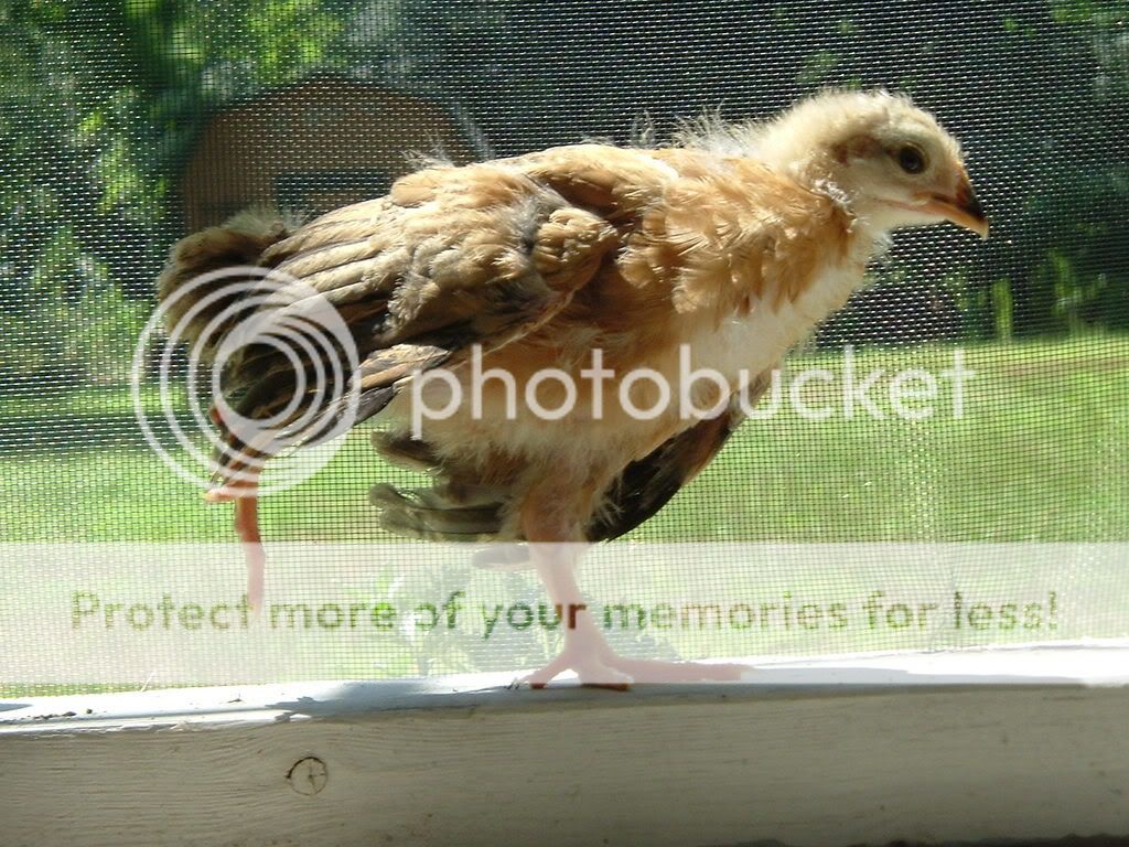 chickens019-1.jpg