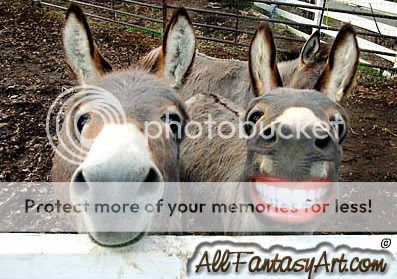 happy_donkeys.jpg