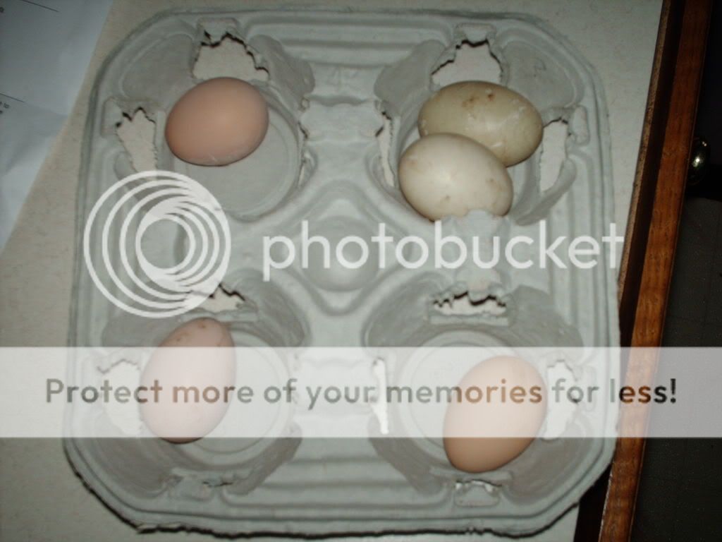 Eggs001.jpg