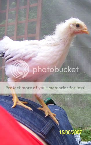 chickenonbutt.jpg