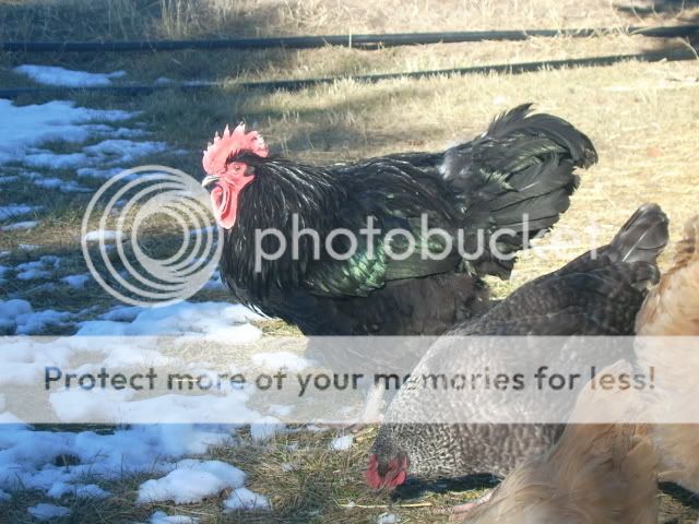 chicks016.jpg