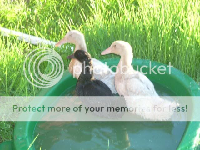ducks004.jpg