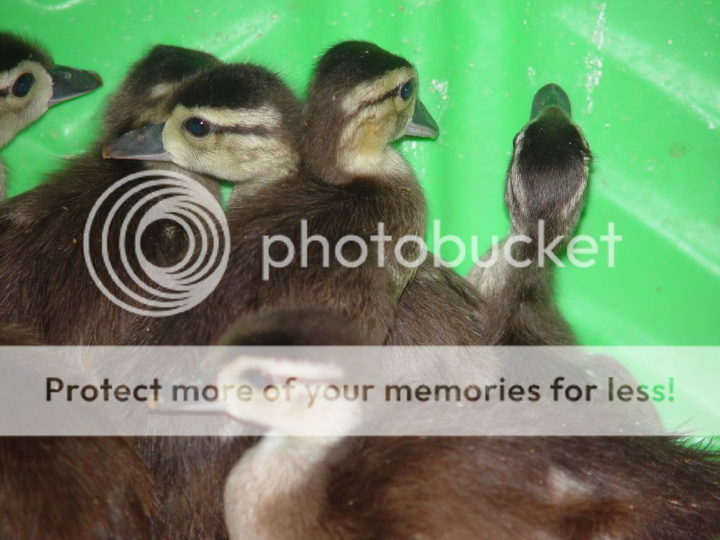 ducksheron003.jpg