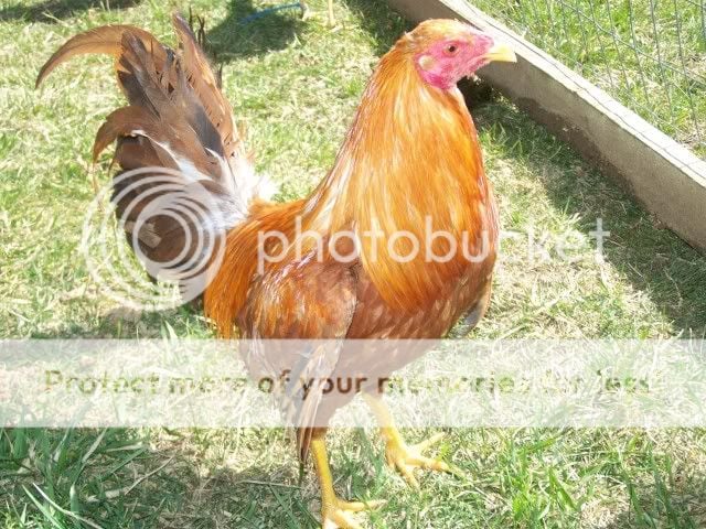 chicken013.jpg