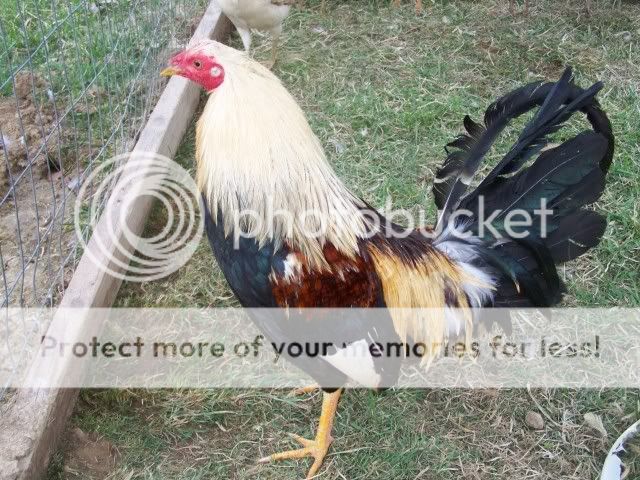 chicken016.jpg