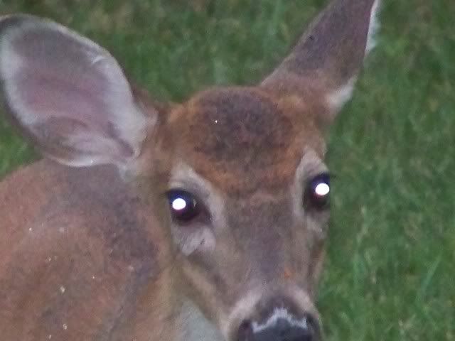 deer017.jpg