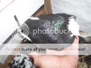 pigeon012.jpg