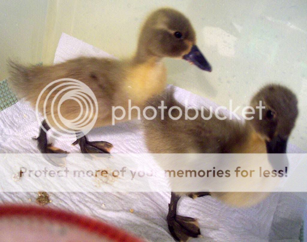 DucklingsMarch302.jpg