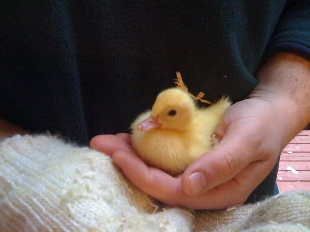 Duckling1.jpg