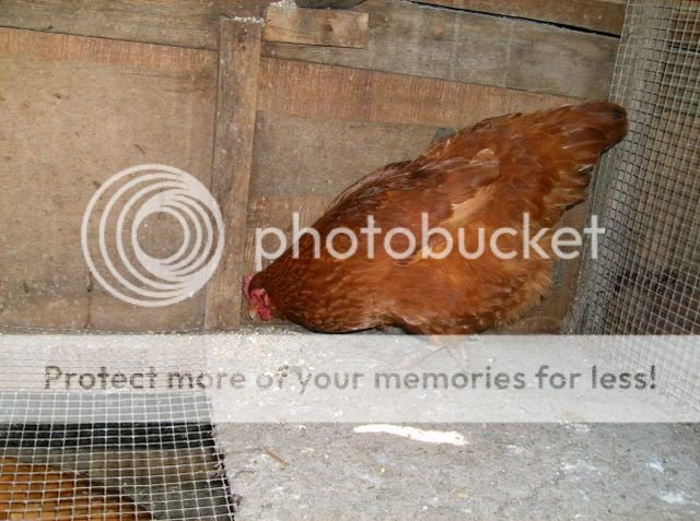 chickens074.jpg