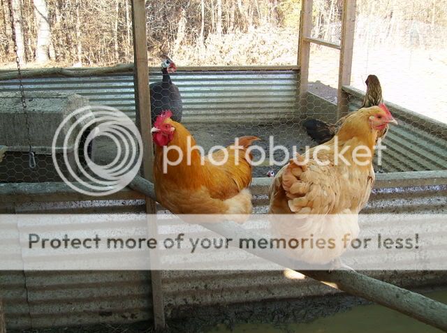 chickens075.jpg