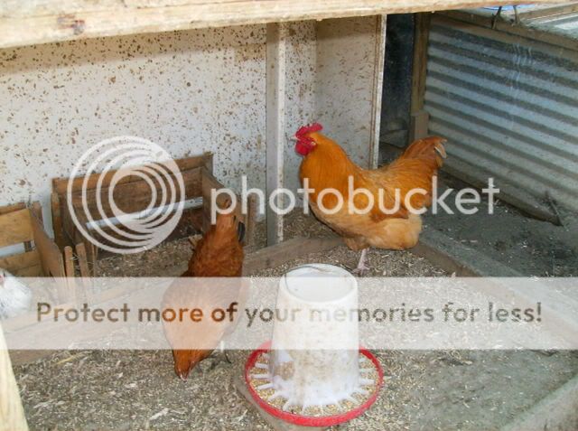 chickens080.jpg