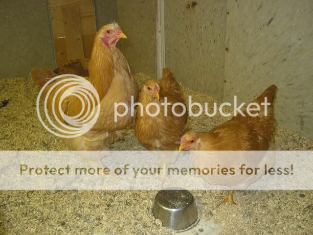 chickens016.jpg