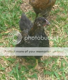 chickens026-1.jpg