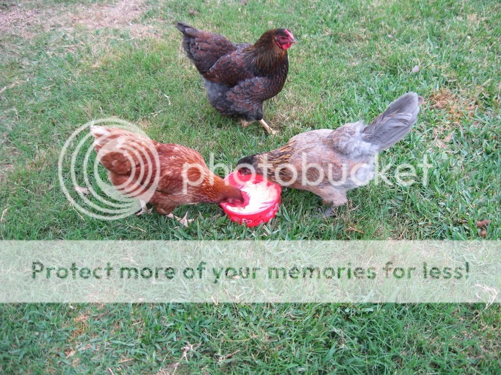 chickens057.jpg