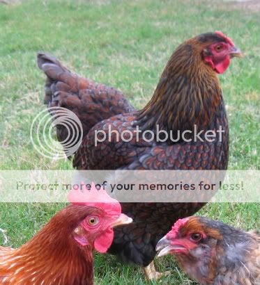 chickens058-2.jpg