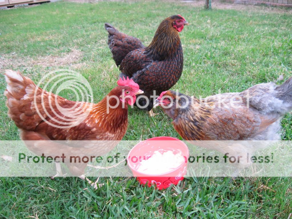 chickens058.jpg
