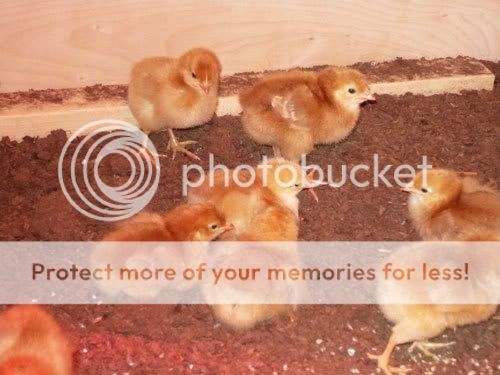 chicks5.jpg