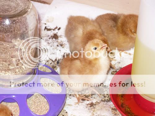 chicks8.jpg