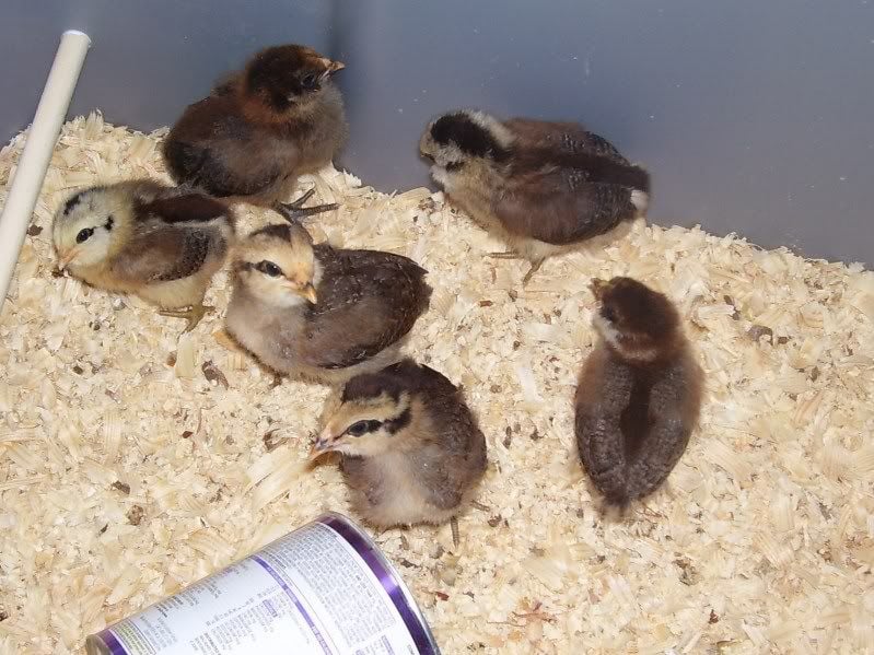 chicks3weeks001.jpg