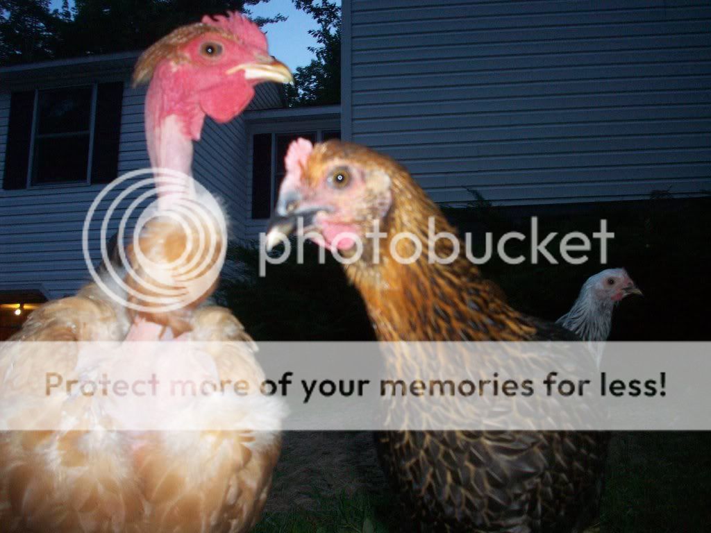 Chickens006.jpg