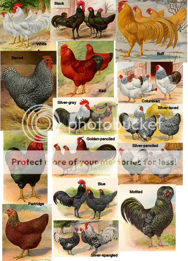 chickencolors.png