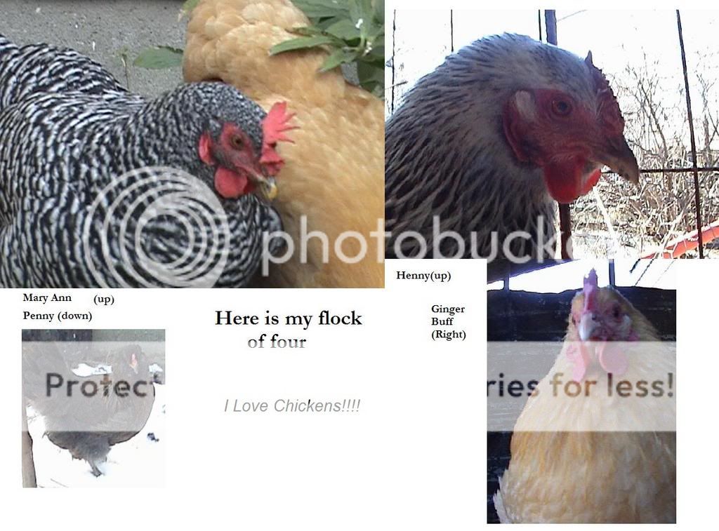 chicken011-2.jpg