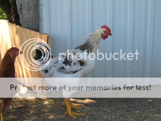 Chickens71508005.jpg