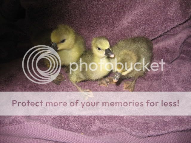 Goslings002.jpg