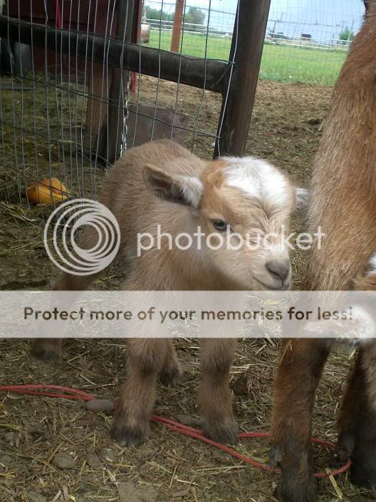 Babygoats021.jpg