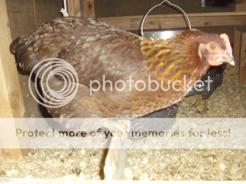 chickens017-1.jpg
