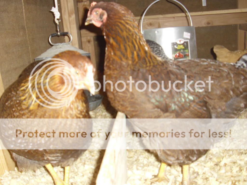 chickens024.jpg