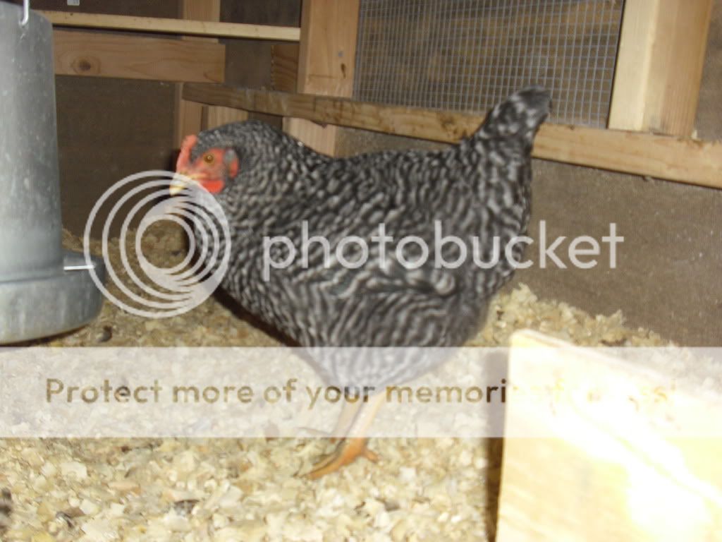 chickens032.jpg