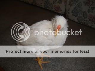 chickens047.jpg