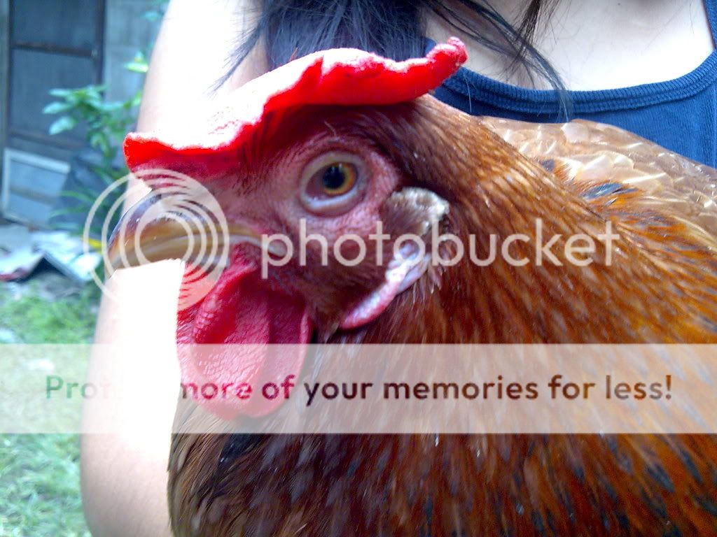 ChickenHead.jpg