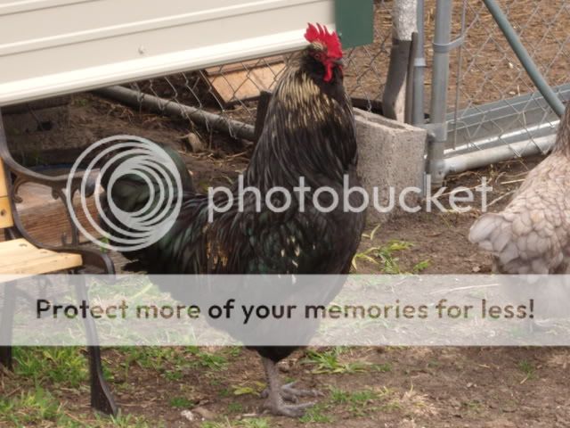 buildingfenceshotsofchickens055.jpg