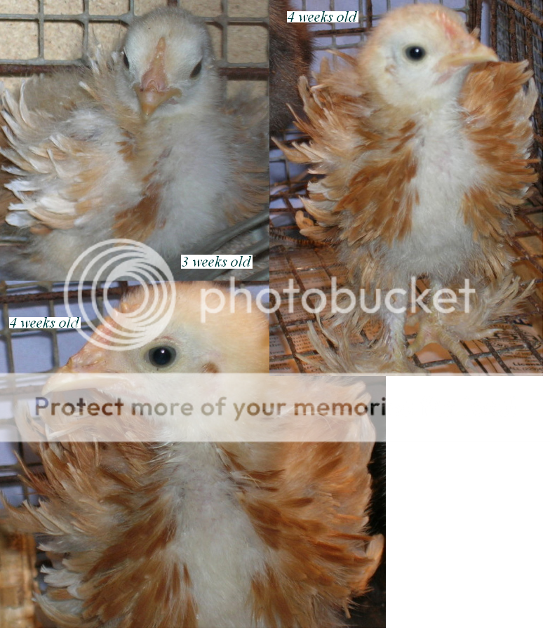 Frizzle-chick-collage.png