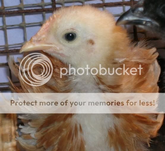 Frizzle-chick2.jpg
