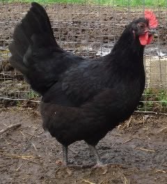 BlackJerseypullet-20wks-1.jpg