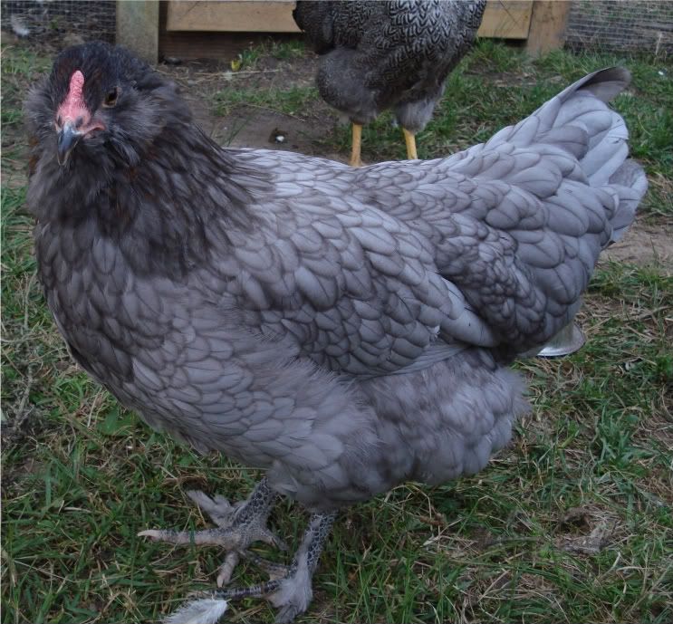 blueOEpullet2.jpg